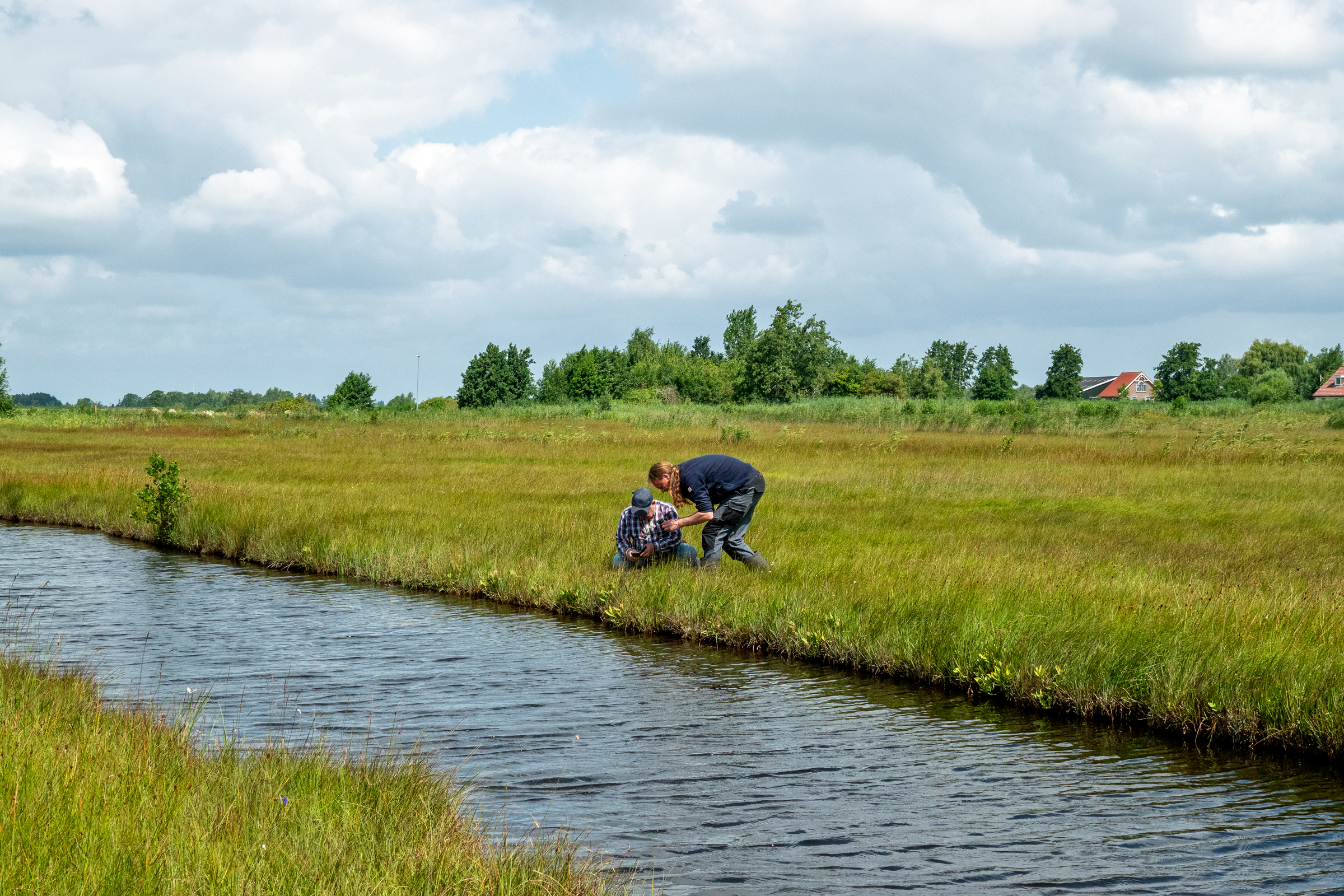 Blauwgraslanden in De Meije