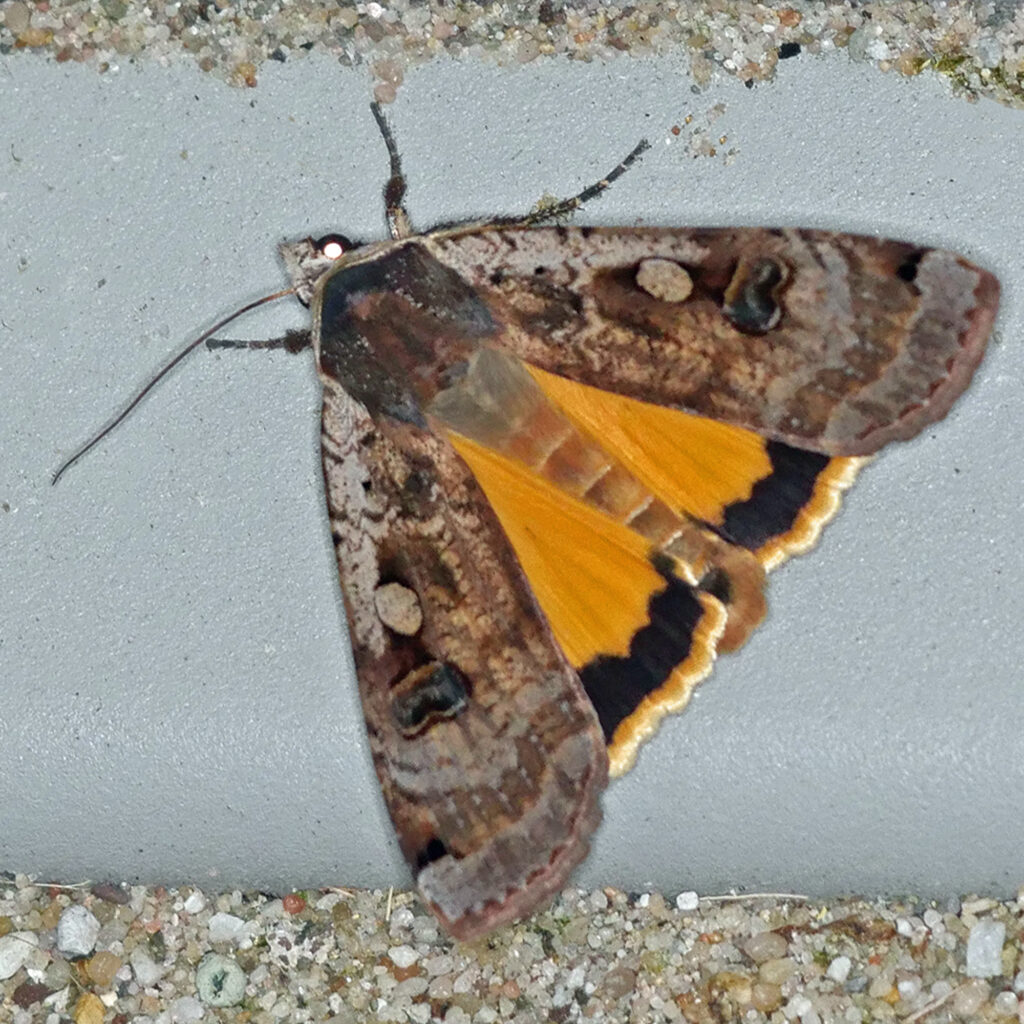 Huismoeder