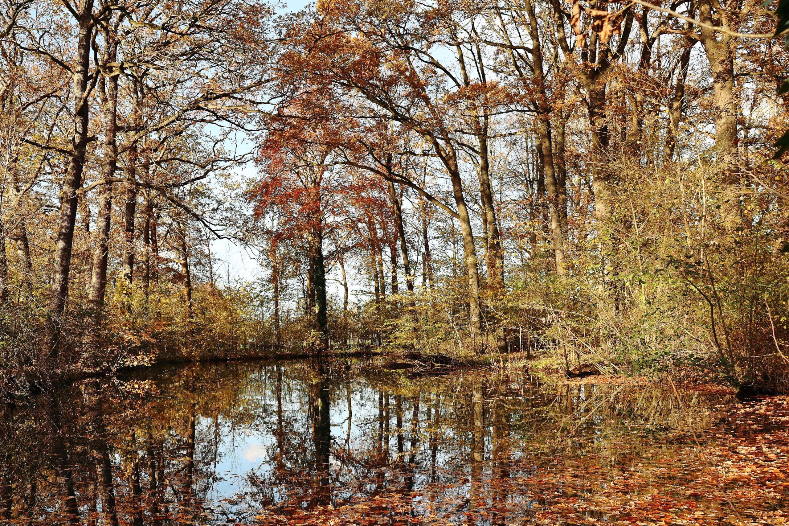De jaarlijkse herfstexcursie op het Landgoed Bredius
