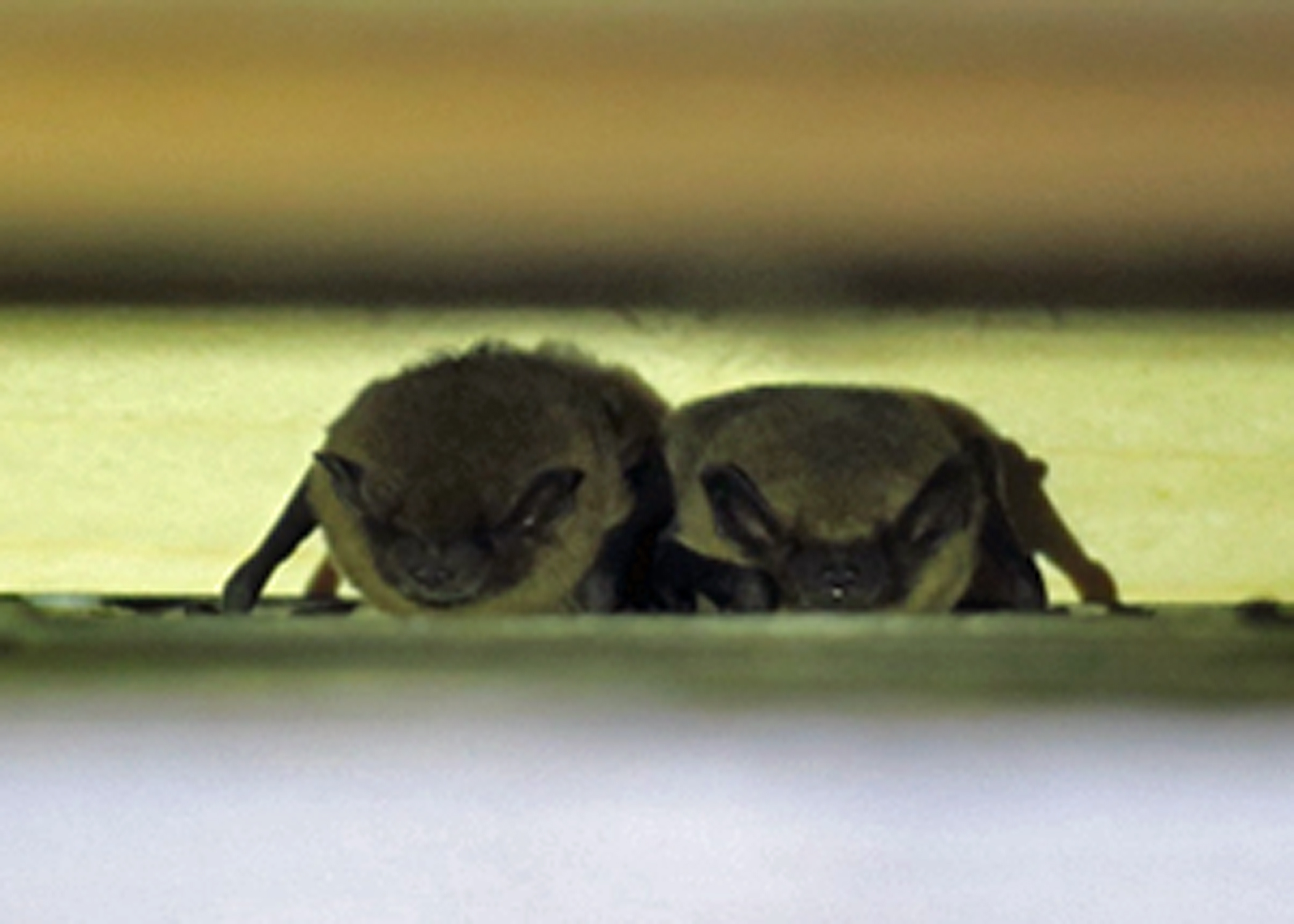 Werkgroep Fauna