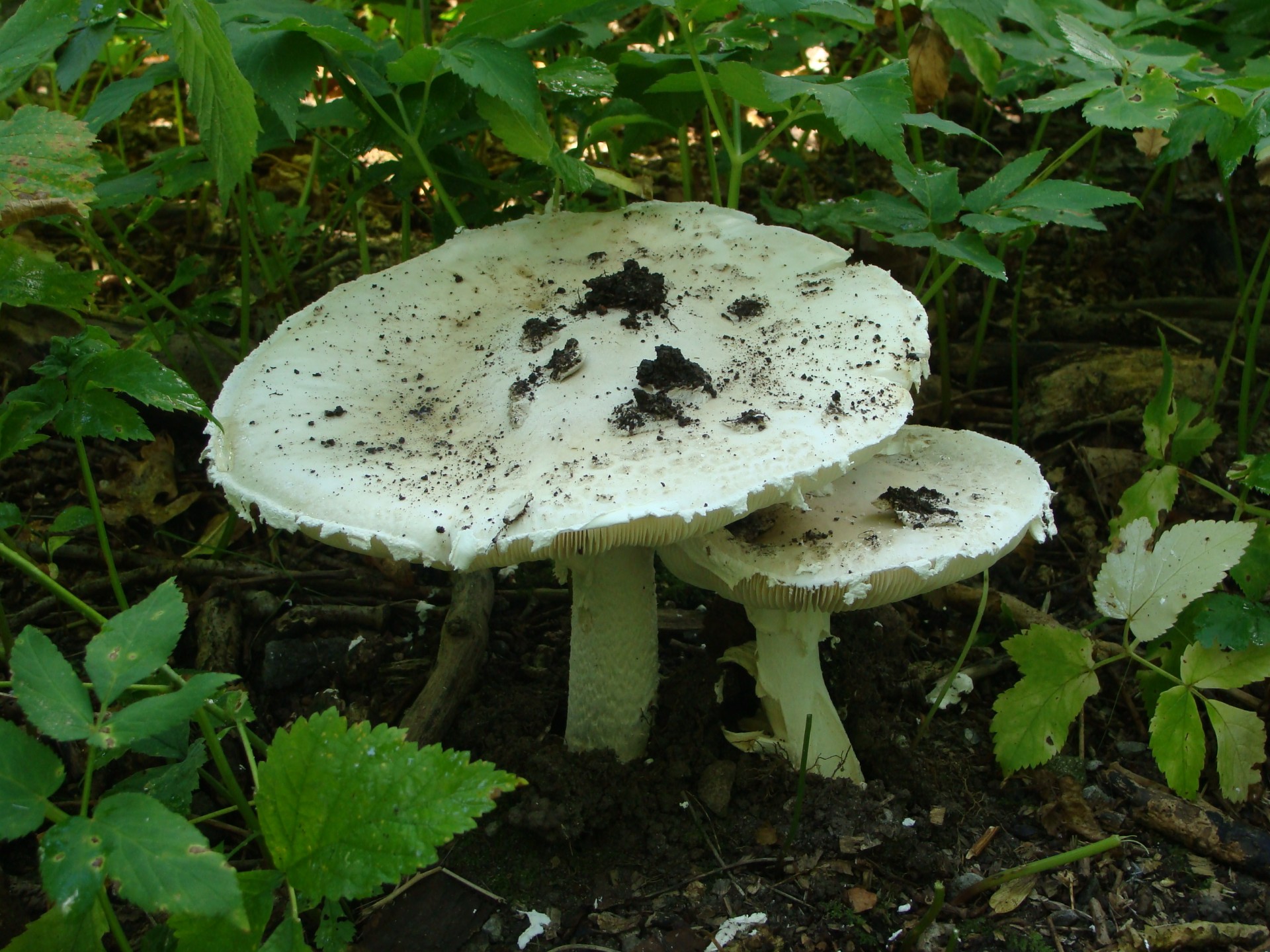 Opstap- en Basiscursus paddenstoelen 2026