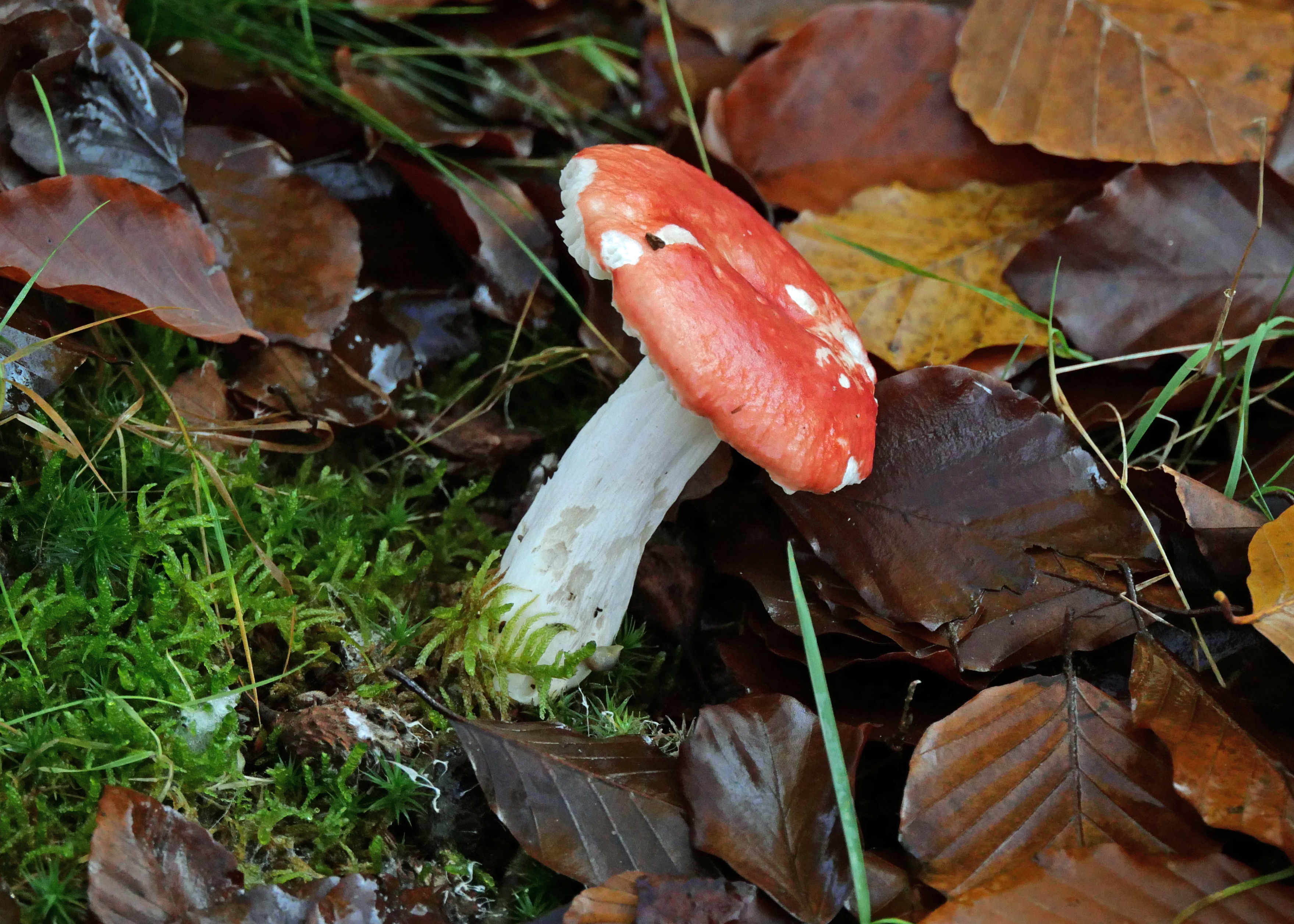 Struinexcursie paddenstoelen kijken Günterstein