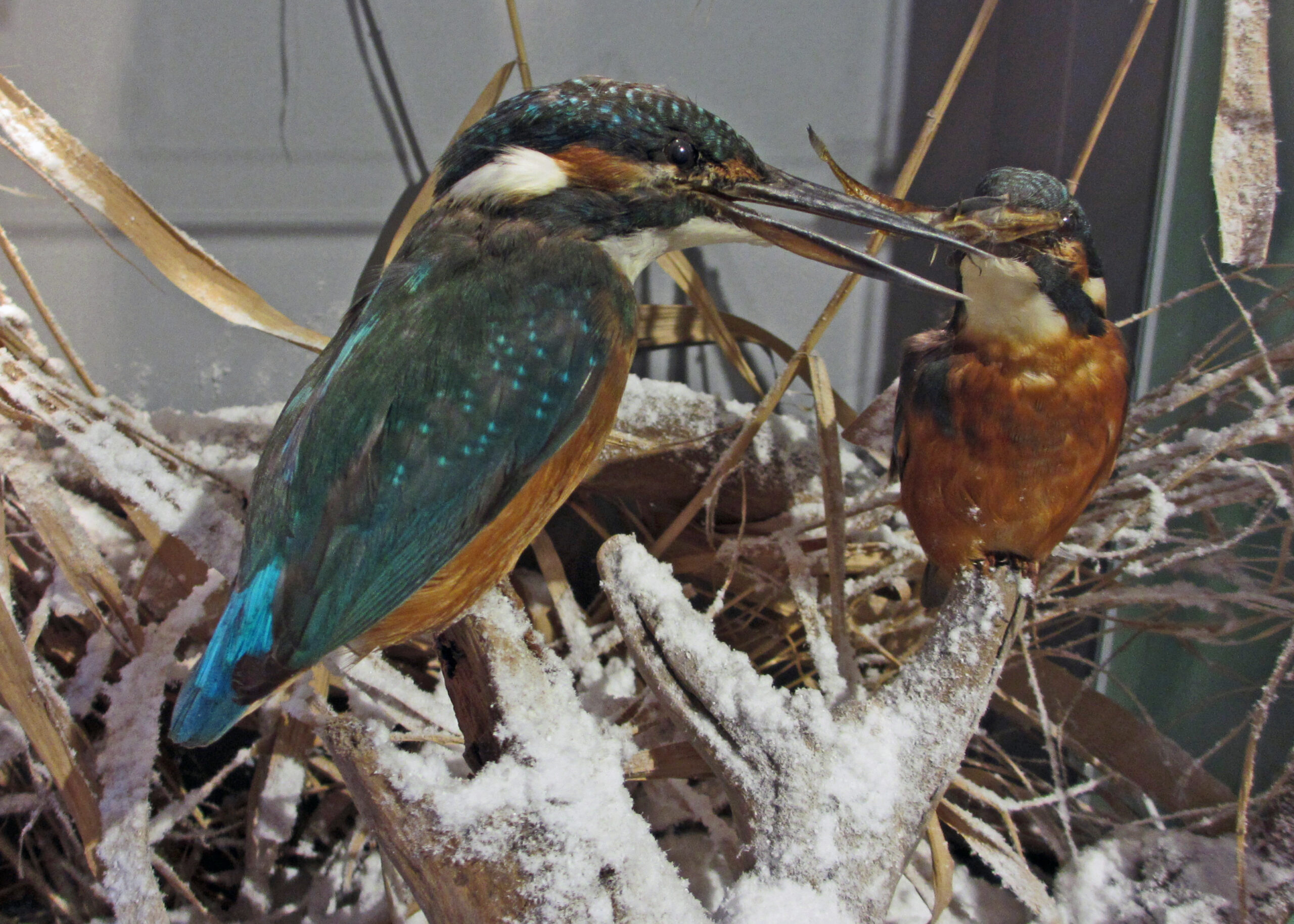 Presentatie Taxidermie